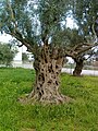 Olive in Paiania, Greece.