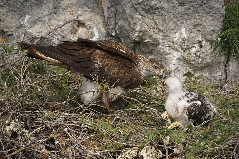 Archivo:Aquila fasciata.JPG