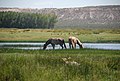 Caballos en Plottier