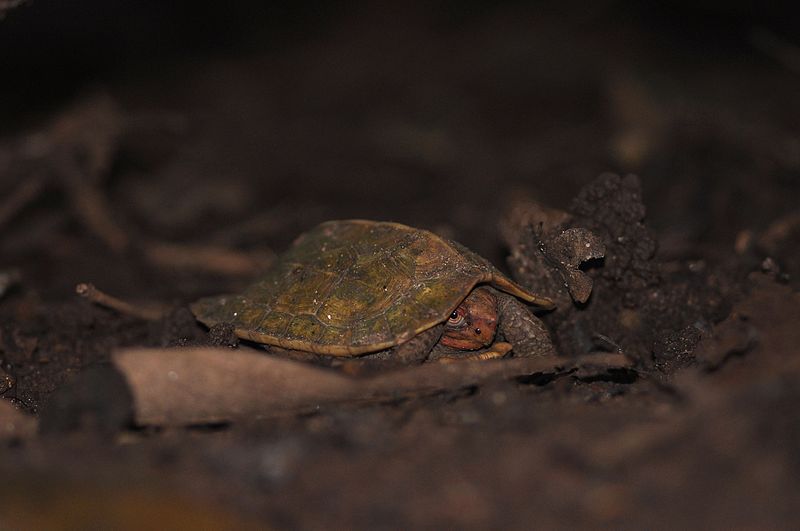 File:CaneTurtle DSC 3810.jpg