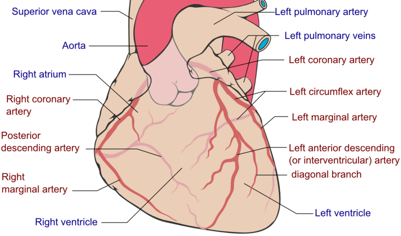 File:Coronary arteries.png