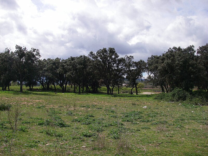 Archivo:Encinos Entrena.jpg