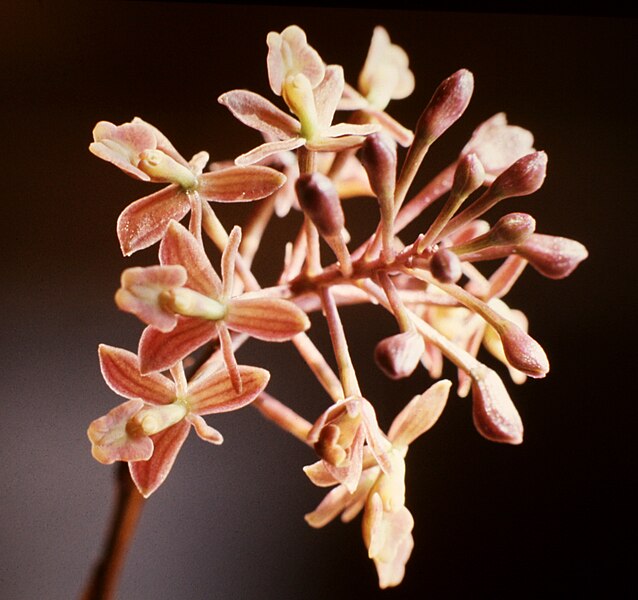 File:Epidendrum anceps - infl.jpg