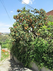 Eriobotrya japonica in Coín.jpg