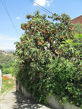 Эриоботрия японская (Eriobotrya japonica), общий вид плодоносящего растения. Испания