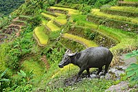 A carabao in the Banaue Rice Terraces