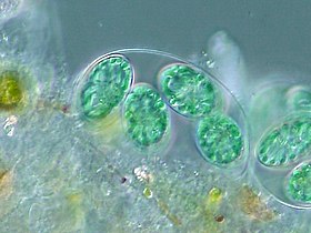 The chloroplasts of glaucophytes have a peptidoglycan layer, evidence suggesting their endosymbiotic origin from cyanobacteria.[126]