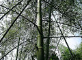 Guadua angustifolia on a plantation in Colombia