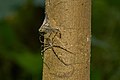 Immobilizing a cicada