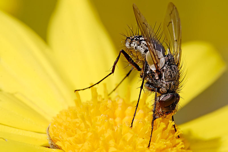 File:Long tongue tachinid fly.jpg