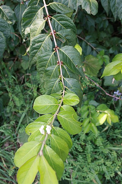 File:Lonicera.JPG