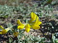 Detalle de las flores