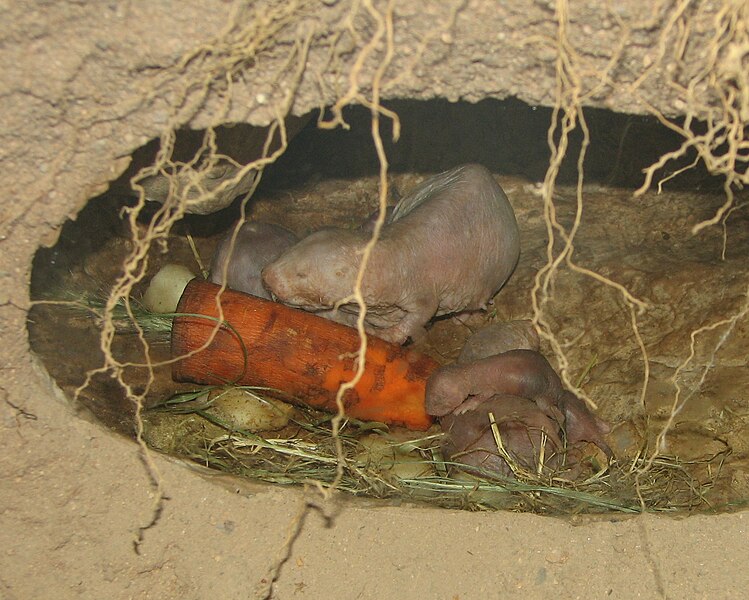 File:Naked Molerats 004.jpg