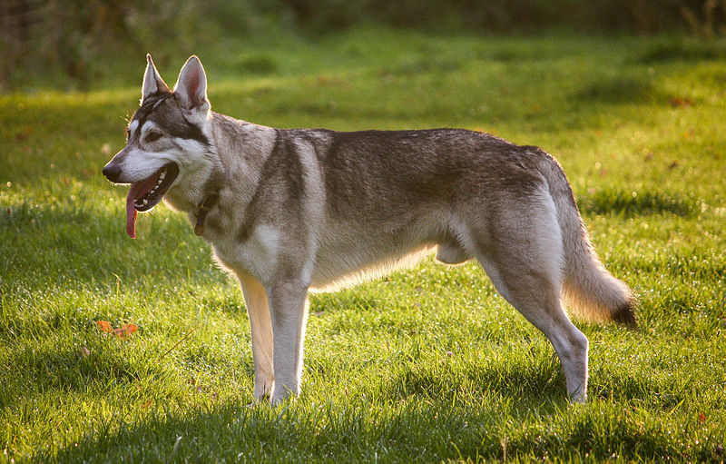 File:Northern Inuit Dog.jpg