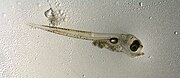 Pacific cod larva