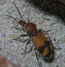 Panagaeus fasciatus P1650398a.jpg