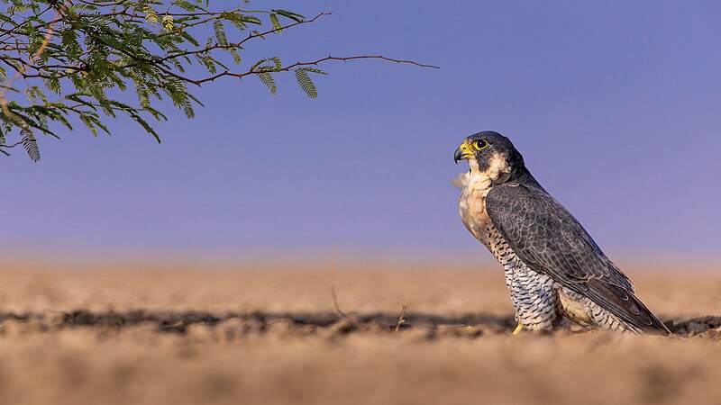 File:Peregrine Falcon (male).jpg