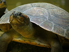 Tortuga charapa (Podocnemis expansa)