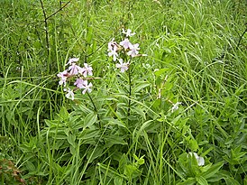 Мыльнянка лекарственная (Saponaria officinalis)