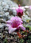 Purple Saxifrage