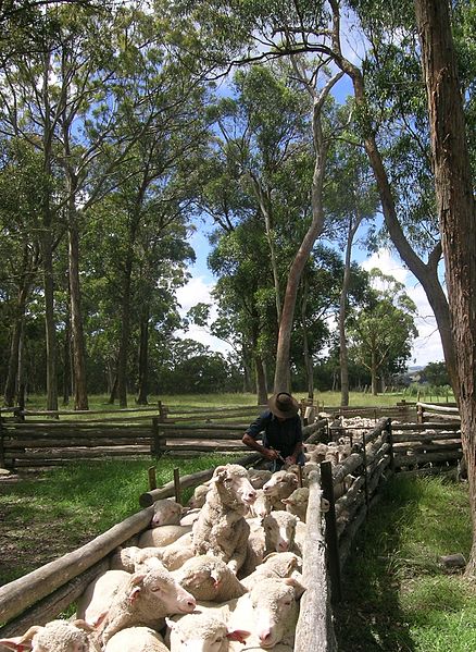 File:Sheep drenching.JPG