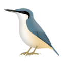 Eastern rock nuthatch (S. tephronota)