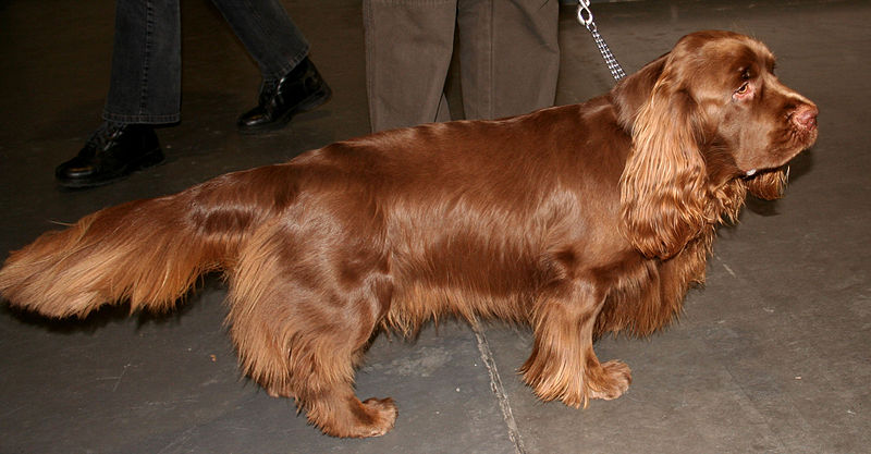 Archivo:Sussex spaniel t43.jpg