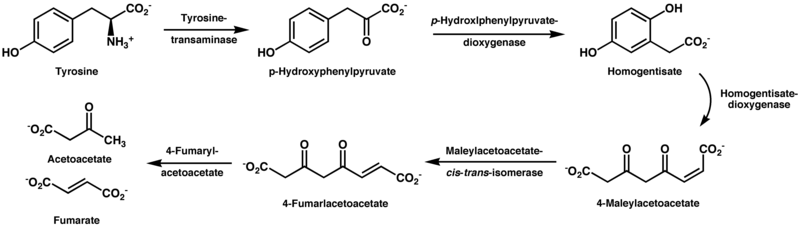 File:Tyrosinedegradation2.png