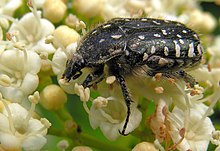 Viburnum opulus20090612 233.jpg