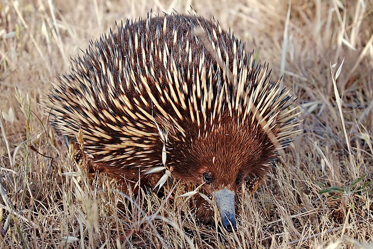 Австралийская ехидна (Tachyglossus aculeatus)