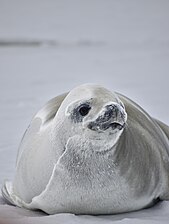 individual crab eater seal