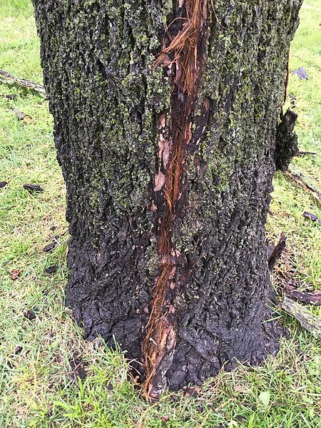 File:Black walnut lightning strike.jpg