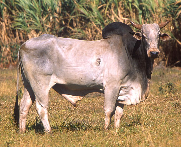 File:Bos taurus indicus (cropped).jpg