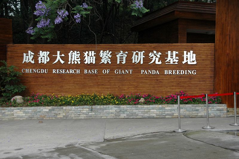 File:Chengdu panda breeding.jpg