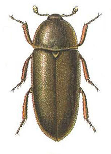 Dermestes.maculatus.Reitter.jpg