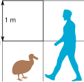 File:Dodo size comparison.svg