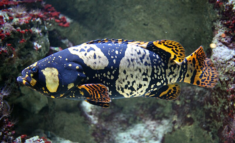 Archivo:Epinephelus lanceolatus young.jpg