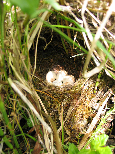 Файл:Erithacus rubecula-eggs.jpg