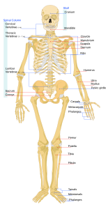 File:Human skeleton front en.svg (2007-10-31)