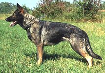 German Shepherd dog with black mask and sable coat