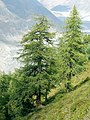 Image 18European larch (Larix decidua), a coniferous tree which is also deciduous (from Tree)