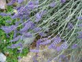 Lavender flowers