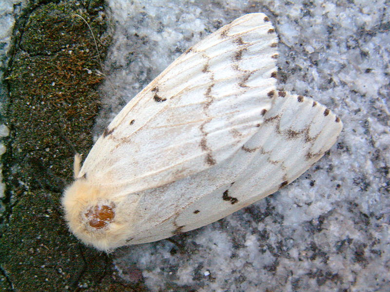 File:Lymantria dispar 8-8-2006 19-20-14.JPG