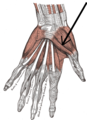 The muscles of the left hand. Palmar surface. (Flexor pollicis brevis visible at center right, near thumb.)