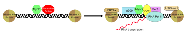 Recruitment of transcription factors by MyoD.