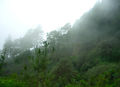 Bosque de niebla en Oaxaca.