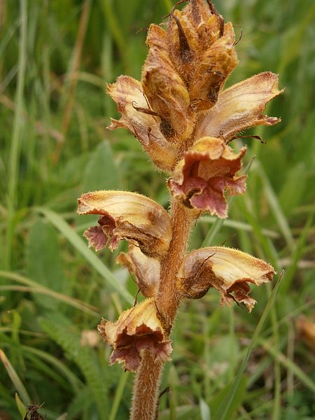 File:Orobanche lutea RHu 03.JPG