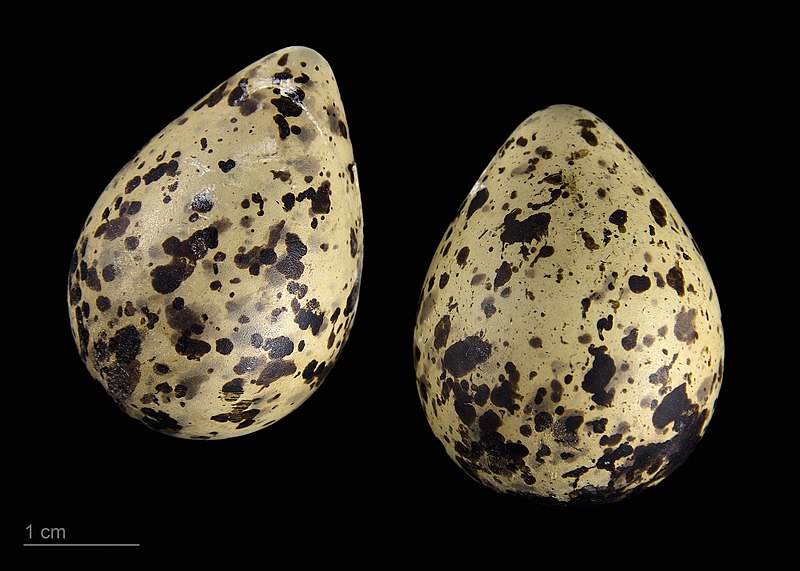 File:Phalaropus lobatus MHNT.ZOO.2010.11.119.9.jpg