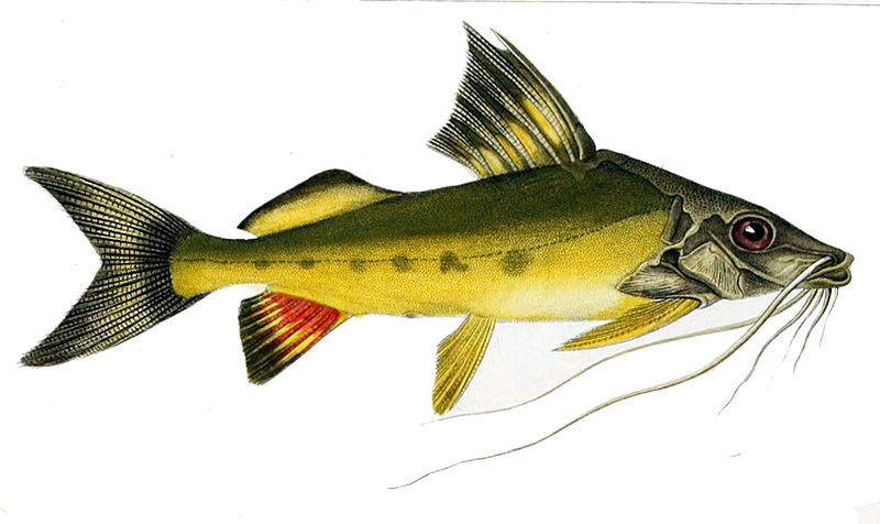 File:Pimelodus maculatus.jpg