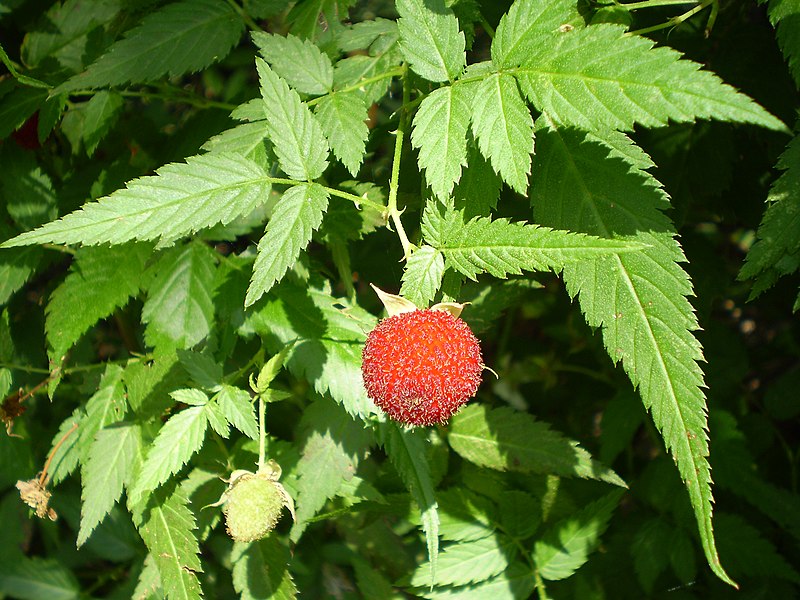 File:Rubus rosifolius1.JPG